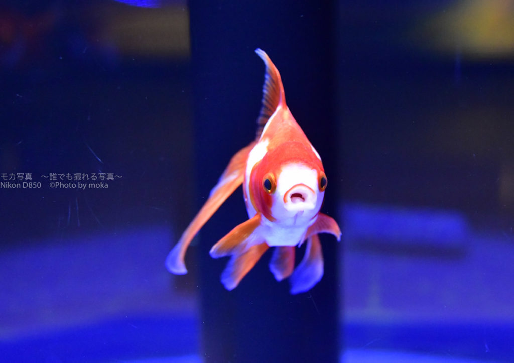 ［６］ニコンカレッジで水族館撮影の訓練！！