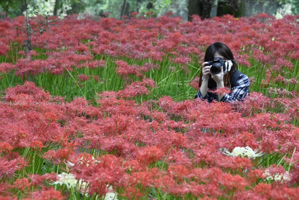 ［６］曼珠沙華とカメラ女子！！