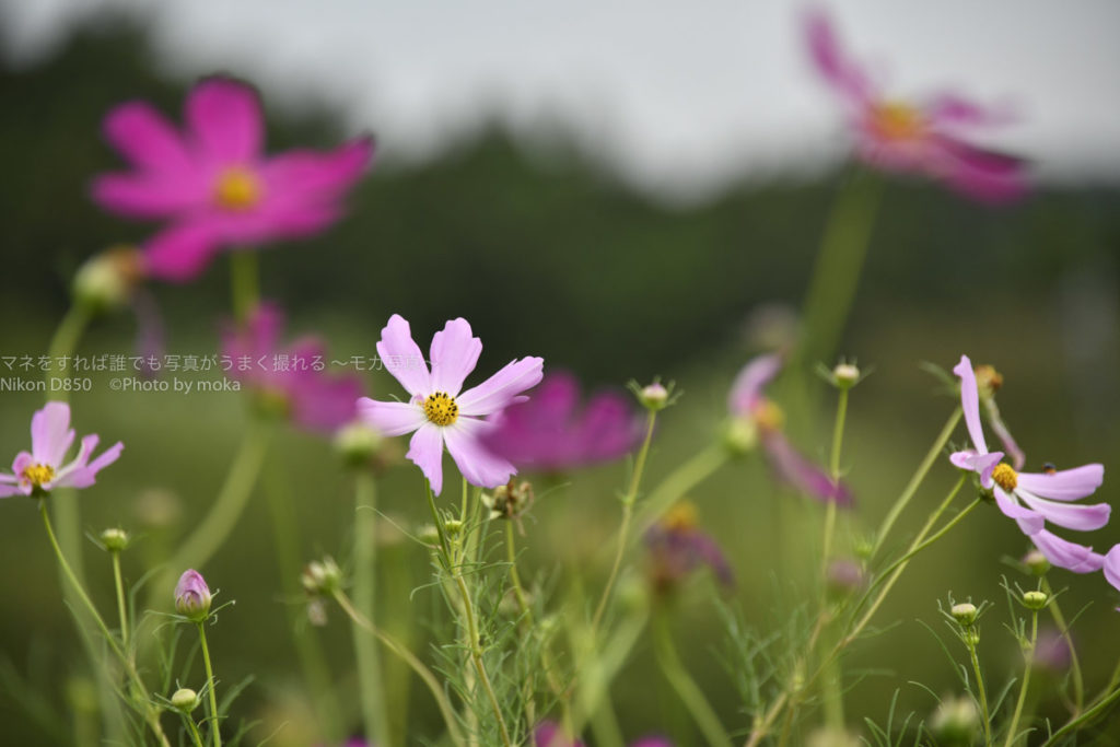 ［６］秋の花コスモスを撮ってみる！！