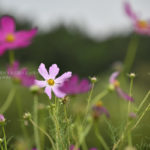 ［６］秋の花コスモスを撮ってみる！！