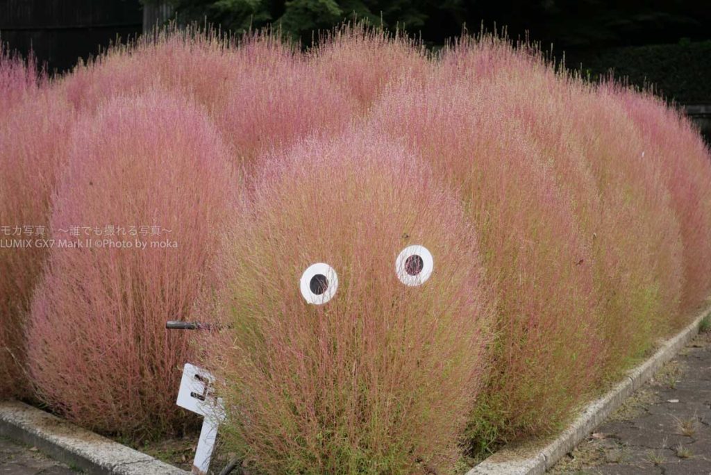 ［６］ジブリの世界の生き物のようなコキア！