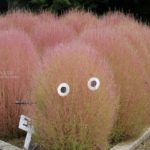 ［６］ジブリの世界の生き物のようなコキア！