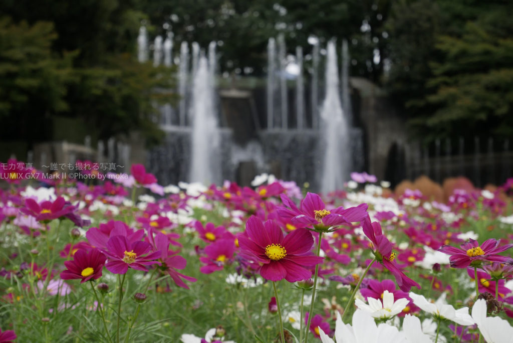 ［６］冷え込みが進む秋の空気とコスモスの花