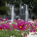 ［６］冷え込みが進む秋の空気とコスモスの花