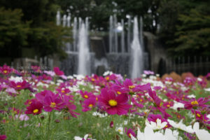 ［６］冷え込みが進む秋の空気とコスモスの花
