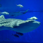 ［６］美ら海水族館とジンベイザメで「ニコン Z7」の試し撮り