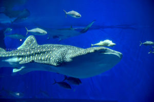 ［６］美ら海水族館とジンベイザメで「ニコン Z7」の試し撮り