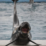 ［６］美ら海水族館の「オキちゃん劇場」