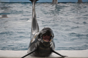 ［６］美ら海水族館の「オキちゃん劇場」