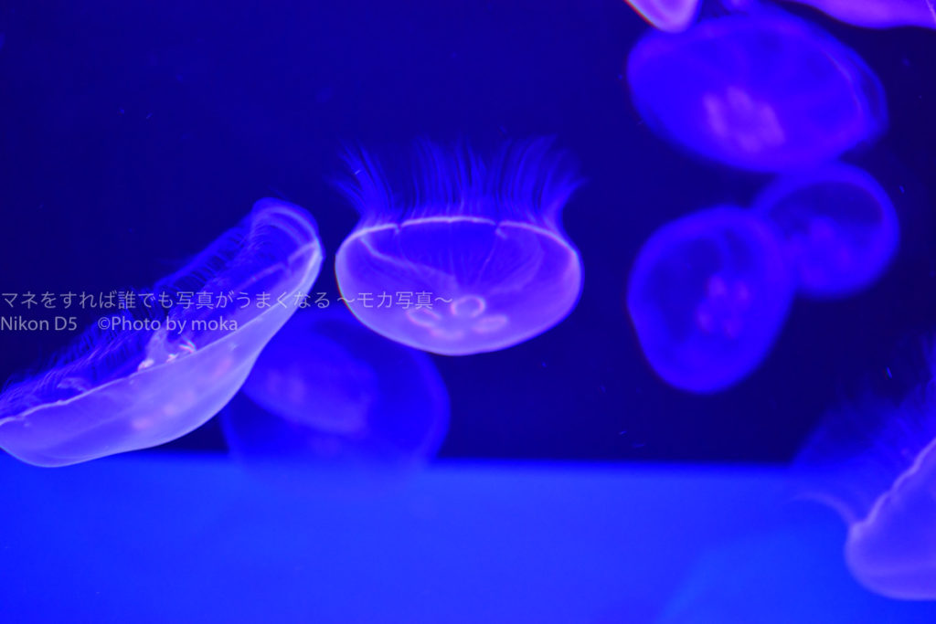 ［６］クラゲ撮影のコツは傘と触手の間にピントを合わせる！