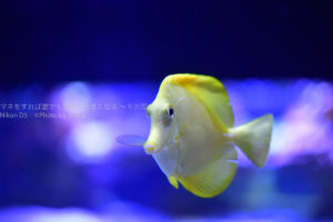 【ソラマチ水族館】すみだ水族館の人気撮影ポイントを紹介