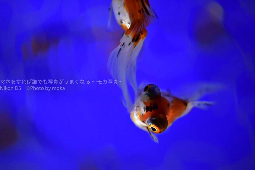 ［６］すみだ水族館の金魚を水槽の真上から撮影！！