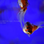 ［６］すみだ水族館の金魚を水槽の真上から撮影！！