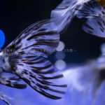 ［６］すみだ水族館での撮影テクニックを学びに！！