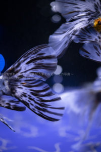 ［６］すみだ水族館での撮影テクニックを学びに！！