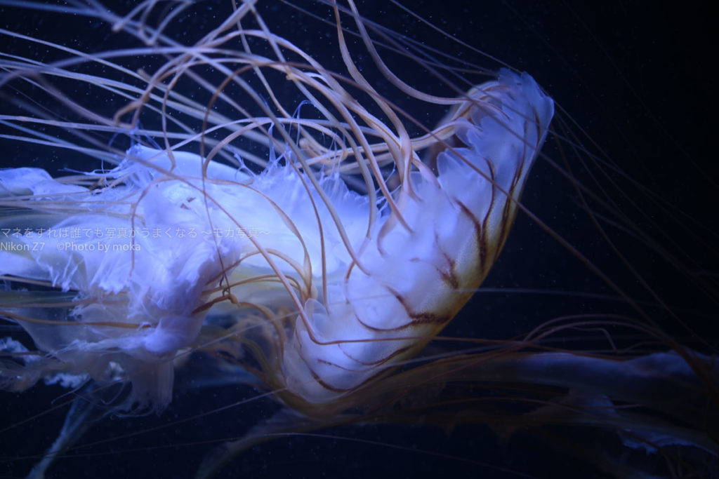 ［６］水族館でクラゲを撮影するときの基本！！