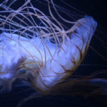 ［６］水族館でクラゲを撮影するときの基本！！