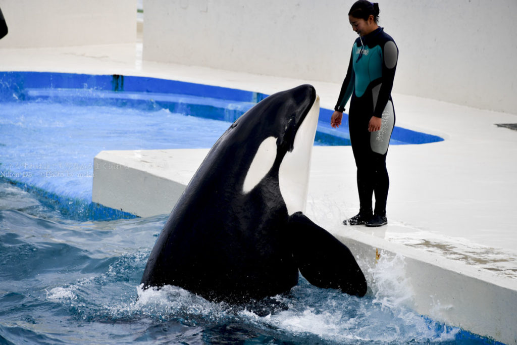 ［６］鴨川シーワールドのシャチと飼育員さんとの信頼関係