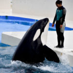［６］鴨川シーワールドのシャチと飼育員さんとの信頼関係