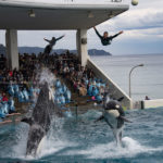 ［６］シャチと一緒に大ジャンプ！！