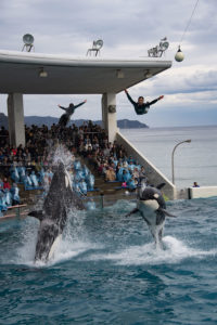 ［６］シャチと一緒に大ジャンプ！！
