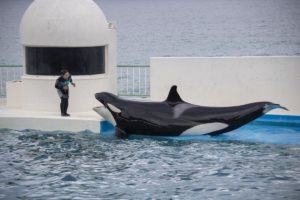 ［６］鴨シーのシャチのショーでロケハンの大切さを知る！！