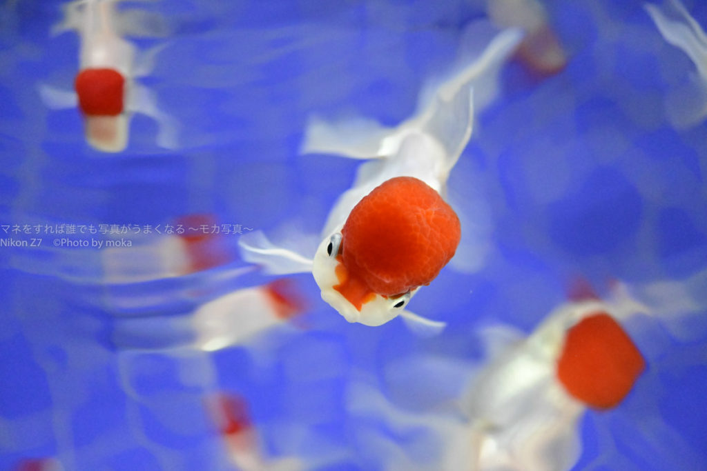 ［６］すみだ水族館の江戸リウムで金魚撮影