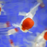 ［６］すみだ水族館の江戸リウムで金魚撮影