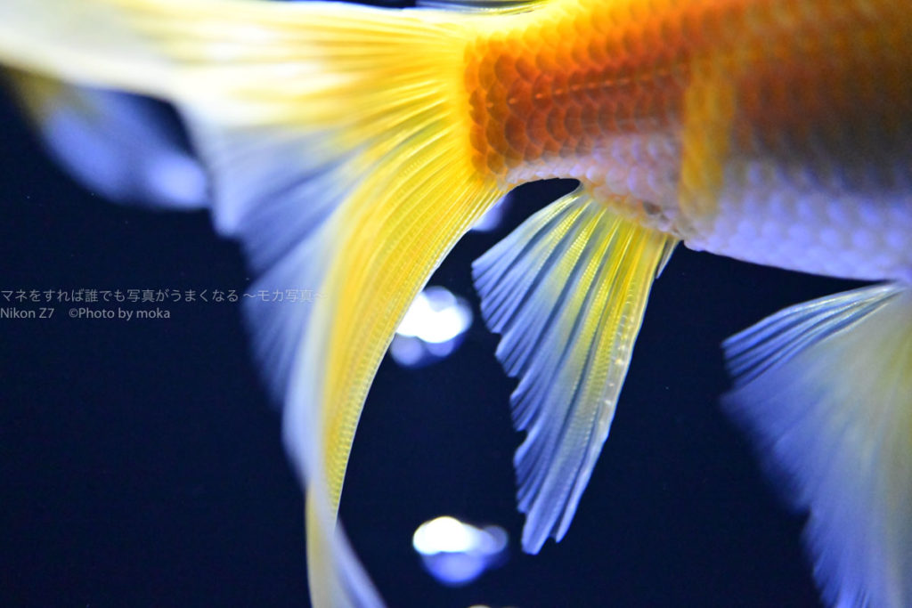 ［６］金魚のヒラヒラ尾ひれを美しく撮ってみよう！！