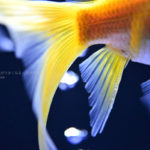 ［６］金魚のヒラヒラ尾ひれを美しく撮ってみよう！！