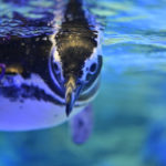 ［６］Nikon Z7ですみだ水族館のペンギンを撮影