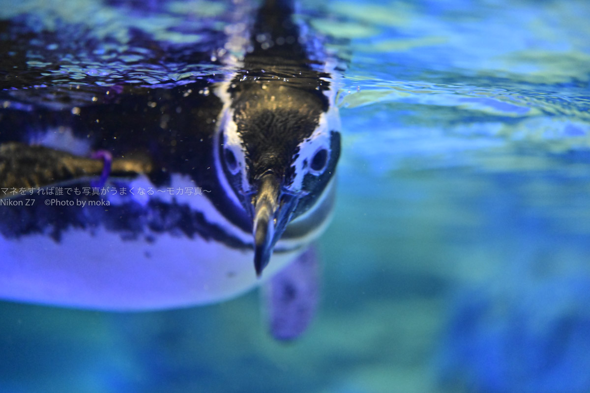 ［６］Nikon Z7ですみだ水族館のペンギンを撮影