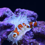 ［６］すみだ水族館をカクレクマノミをZ7で撮影