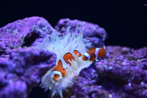 ［６］すみだ水族館をカクレクマノミをZ7で撮影