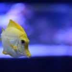 ［６］黄色い熱帯魚を写真から浮き出るように写す！！