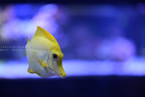 ［６］黄色い熱帯魚を写真から浮き出るように写す！！