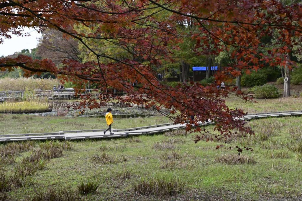 ［６］カメラ片手に真っ赤に色づいた紅葉の下を歩く