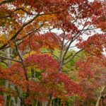 ［６］見事に色づいた昭和記念公園の日本庭園