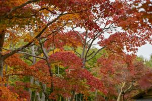 ［６］見事に色づいた昭和記念公園の日本庭園