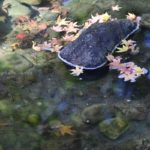 ［６］水に浮かんだ色づき美しい落ち葉たちを撮る