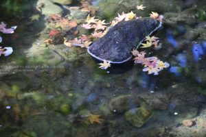 ［６］水に浮かんだ色づき美しい落ち葉たちを撮る