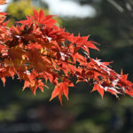 ［６］Nikon Z7で昭和記念公園の紅葉を撮る！！