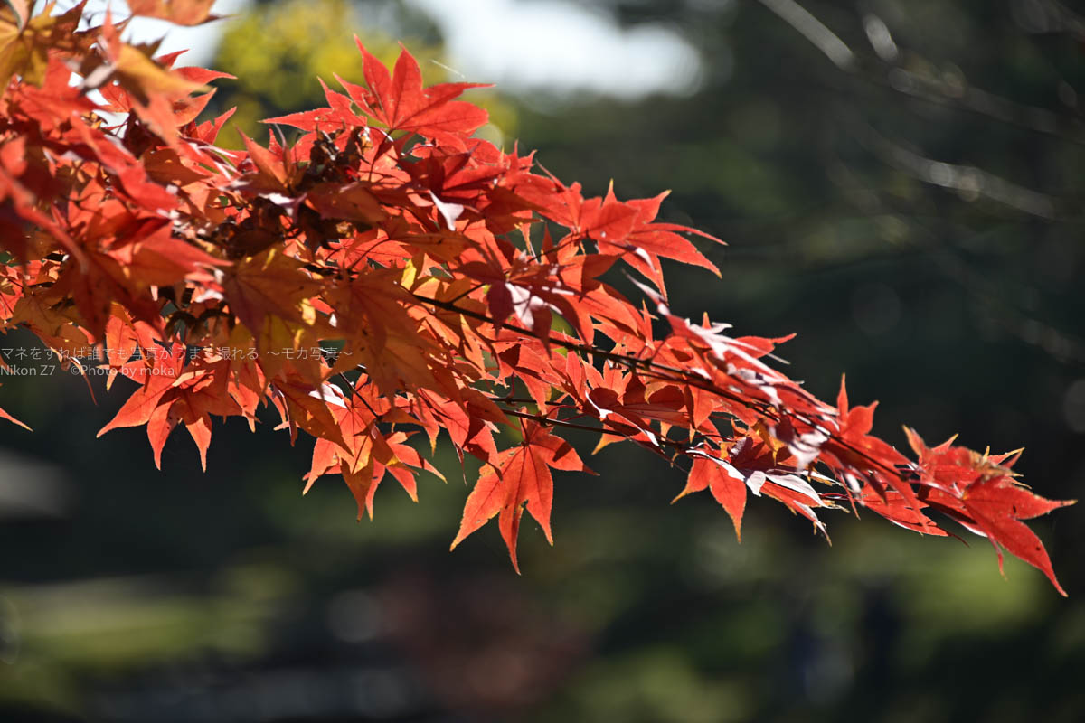 ［６］Nikon Z7で昭和記念公園の紅葉を撮る！！