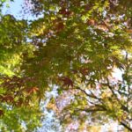［６］青空の下の紅葉を写真に撮ろう！！
