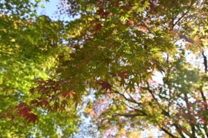 ［６］青空の下の紅葉を写真に撮ろう！！