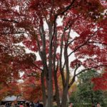 ［６］昭和記念公園の日本庭園の紅葉がピーク！！
