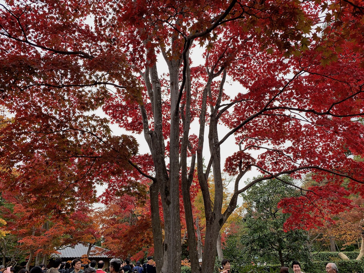 ［６］昭和記念公園の日本庭園の紅葉がピーク！！
