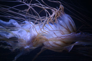 ［６］怪しげな触覚の持ち主のクラゲ！！