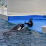 ［６］鴨川シーワールドのシャチとトレーナのお姉さん