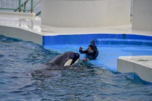 ［６］鴨川シーワールドのシャチとトレーナのお姉さん